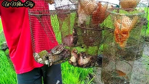 Cánh Đồng Khô Nước Ếch Gom Xuống Mương Đặt Lợp Ếch Chạy Thấy Ham// Út Miền Tây