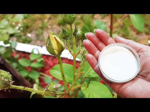 Video: Wat om te doen oor plantluise op my oleander - beheer oor oleander plantluise in die tuin