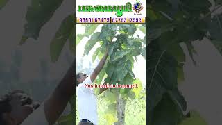 தென்னைக்குள் மரப்பயிர் உகந்ததா❗🌴Is intercropping trees within a coconut plantation suitable? 🌴 #2300