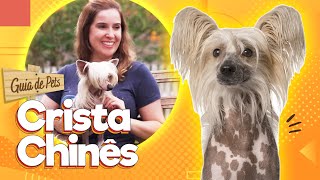 Cão de Crista Chinês - O cão pelado | Guia de Pets by Baw Waw Oficial 5,914 views 2 years ago 10 minutes, 35 seconds