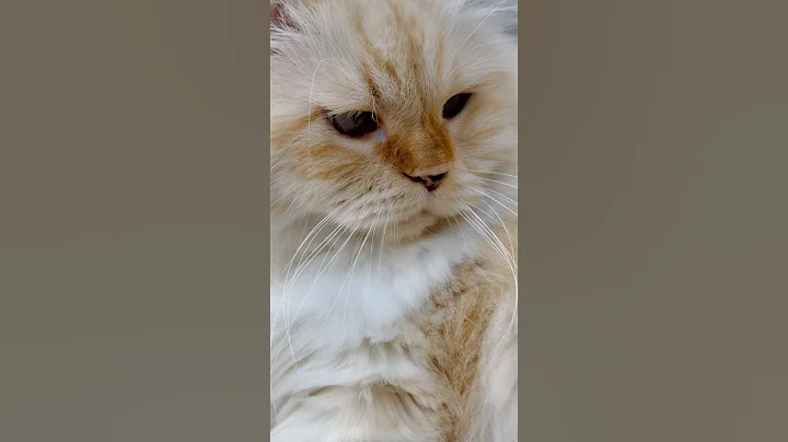 Watch the video about Himalayan Persian Cat Relaxing #fun #cat #cute #animals #shorts #shortvideo #pets #cats #beautiful
