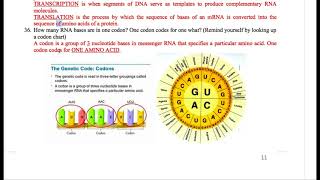 2018 Final Exam Review- Molecular Genetics