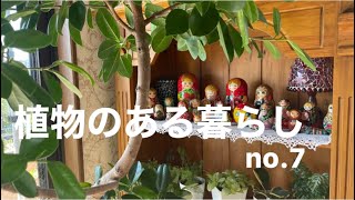 植物のある暮らし　no.7