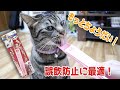 【キャティーマン】これを使うともっとちょうだいと猫に催促されます。【もっとちょうだいスプーン】