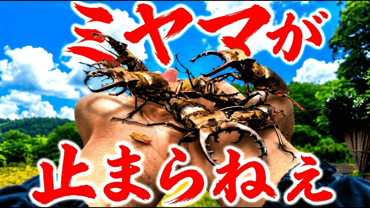 Stag Beetle Hunting] The Miyama Stag Beetle frenzy won't stop this