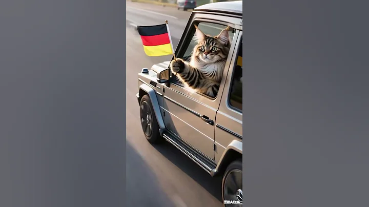 Video 10071991: coon mainecoon, funnycatvideos mainecoons, giant maine coon