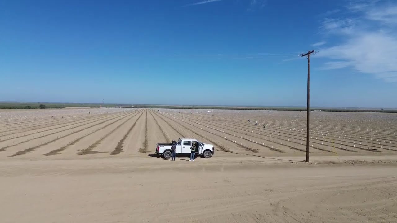 Super High Density Olive plantations in California 2024