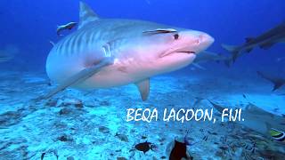 Epic Tiger sharks at Beqa Lagoon!
