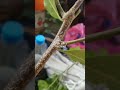 الحشرة القشرية على القات في اليمن Scale Insect On Khat In Yemen عمرو العواضي 770275567 زراعة آفات 