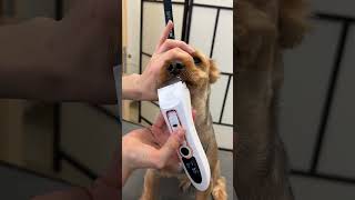 Download Lagu Client: ‘Something low maintenance, please.’ Me: Say no more 😎 MP3