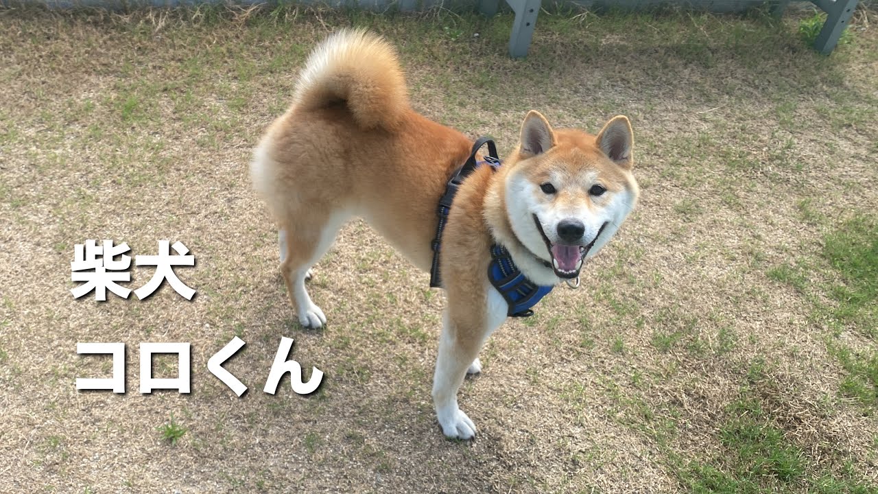 柴犬 コロくん【Shiba inu】 - YouTube