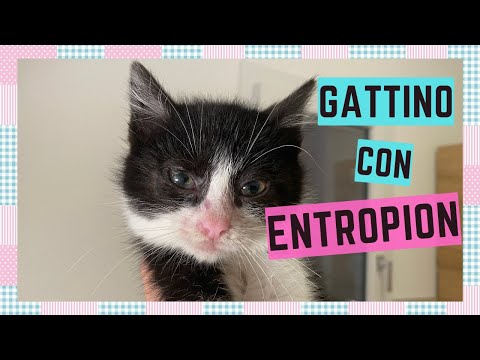 Video: Ectropion Nei Gatti - Problemi Agli Occhi Di Gatto - Palpebra Inferiore Cadente Nei Gatti