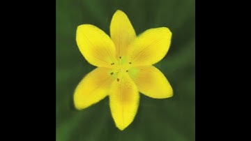 Painting a flower - Procreate Time-lapse