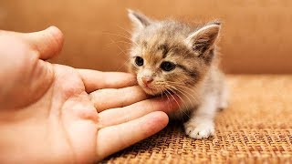 「猫かわいい」 すごくかわいい子猫 - 最も面白い猫の映画 #268