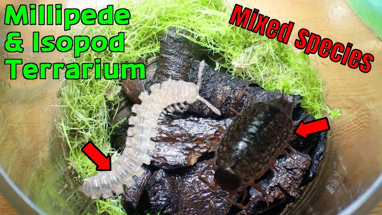 Building Isopod & Millipede Mixed Species Terrarium (Philoscia muscorum & Polydesmus angustus) - YouTube