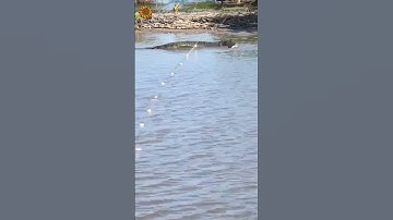 Giăng lưới, mà dính cá này hỏng dám gỡ