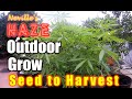 Outdoor organic seed to harvest easy  cheap way of growing