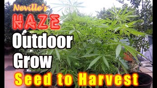 Outdoor Organic Seed to Harvest- Easy \& Cheap way of growing!