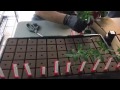 Cannabis clones propagated in the nursery