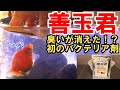 【バクテリアで水槽消臭】悪臭が気になるピンポンパール金魚水槽にバクテリア剤を入れたら臭くなくなった！【52㎝水槽】【バクテリア剤『善玉君』レビュー】