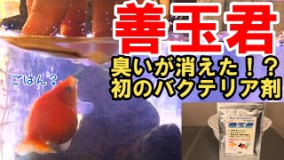 【バクテリアで水槽消臭】悪臭が気になるピンポンパール金魚水槽にバクテリア剤を入れたら臭くなくなった！【52㎝水槽】【バクテリア剤『善玉君』レビュー】