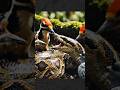 Amazing⁉️⁉️pelatuk melawan ular besar untuk selamatkan merpati#woodpecker #snake #cobra #wildlife