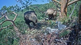 Гнездо солнечных орлов (Aquila heliaca) Алтына и Новы/Eastern imperial eagles Altyn&Nova