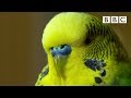 Meet disco the incredible talking budgie  pets  wild at heart  bbc