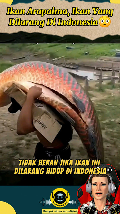 No wonder this fish is banned in Indonesia😳 #fish #giant #arapaima #predator #arapaimagigas #fish