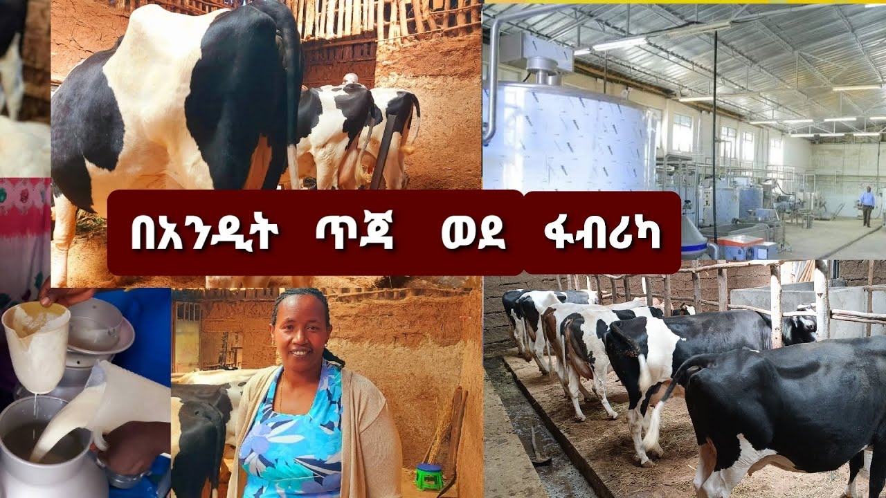 በአንዲት ጥጃ ተጀምሮ ፋብሪካ እስከ መክፈት የዘለቀ ስኬት #የወተት ላም እርባታ #ጨንቻ #Chencha - YouTube