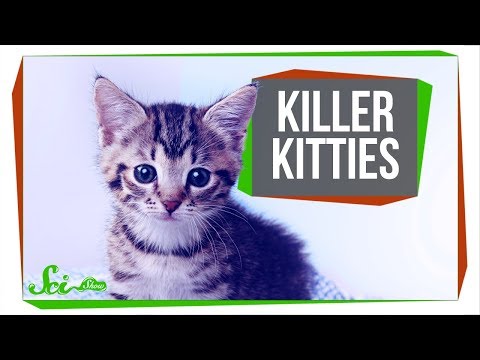 Video: How One Cat Exterminated A Whole Species Of Birds - Alternative View