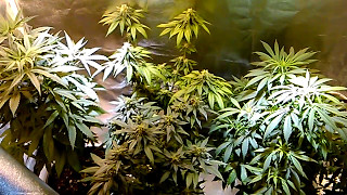 flower tent update