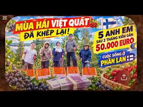 Mùa Việt Quất Đã Khép Lại! 5 Anh Em Kiếm Gần 50.000 Euro | Cuộc Sống Phần Lan(Kuutio)