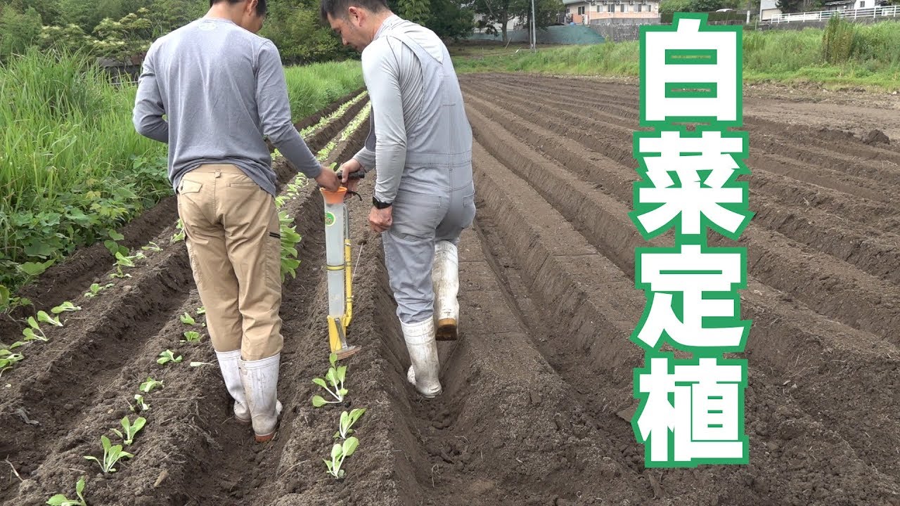 濱崎くんと白菜定植19/8/25#767