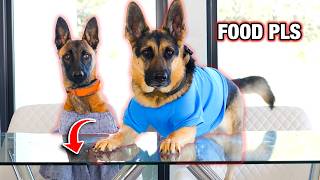 Malinois And German Shepherd Food Review!