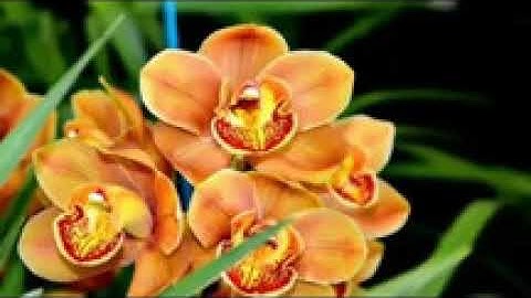 القران الكريم سورة يوسف koran karim