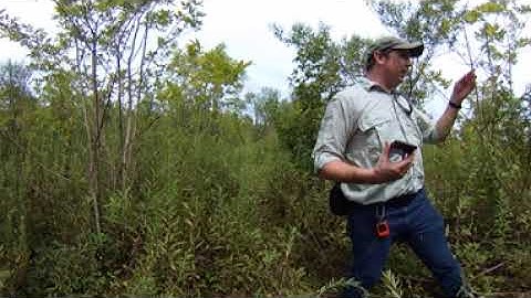 Coppice Regeneration in Green Ash