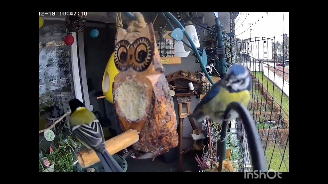 Wochenrückblick vom Vogelbalkon 🐦🐿️