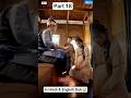 Pet Pooja in Hindi &amp; English Dub 🤯#shorts #viral #kdrama #chainesdrama #cdrama #ytshorts #shortsfeed