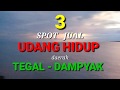 3 spot jual udang hidup didaerah Tegal - Dampyak - larangan || rekomendasi mancing