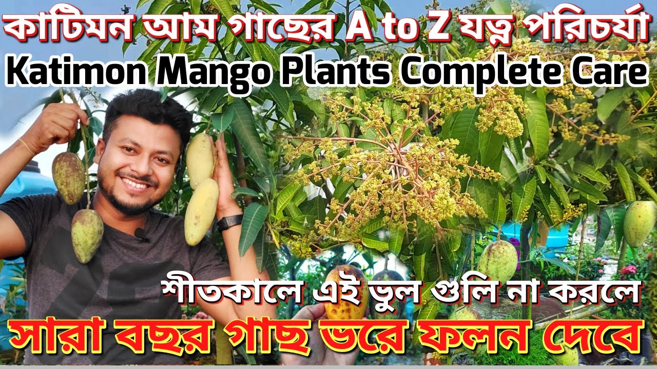কাটিমন আমে কি ভালো ফলন পাচ্ছেন না?এই ভুল গুলো করছেন না তো?Complete Care of Katimon Mango|#কাটিমনআম