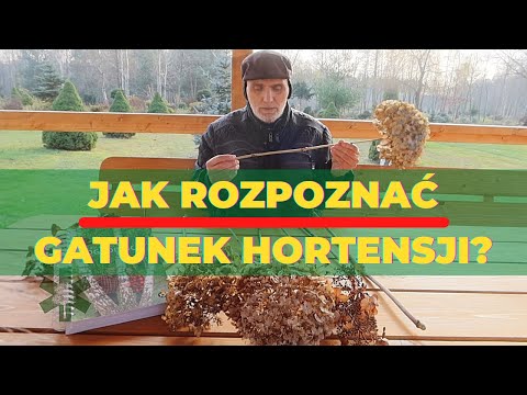 Jak rozpoznać gatunek