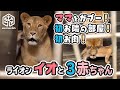 【旭山動物園】ママをガブー！🐱初おとなりの部屋🐱初お肉🐱 イオままと３頭の仔ライオン(10/17) [Asahiyama Zoo] Lion, Io and her three cubs.