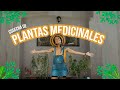  cosecha de plantas medicinales de nuestro huerto y monte para tener disponible todo el ao 