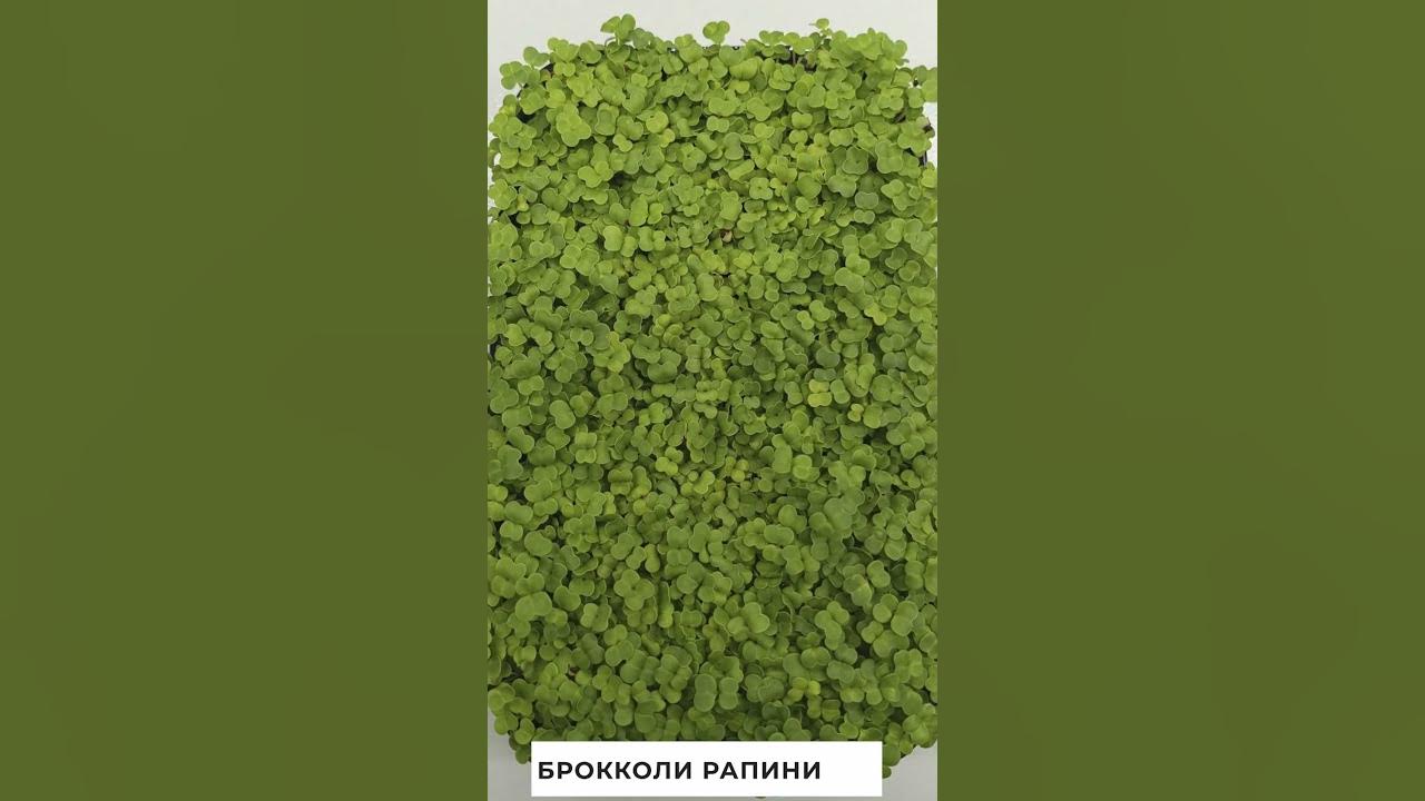 Брокколи рапини - YouTube
