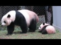 Giant panda bei beis debut outside in yard 2