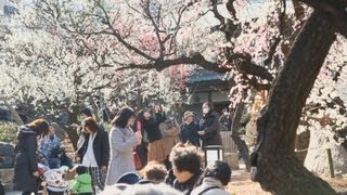 湯島天神のウメが見頃を迎えた