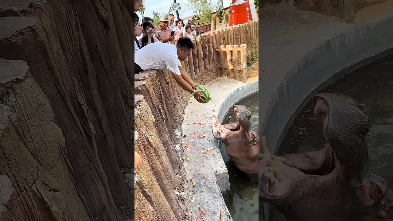 Hippo Missed the Watermelon…🥺🦛