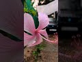 home garden part 04....#gardening #hometour