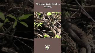Mating Water Snakes